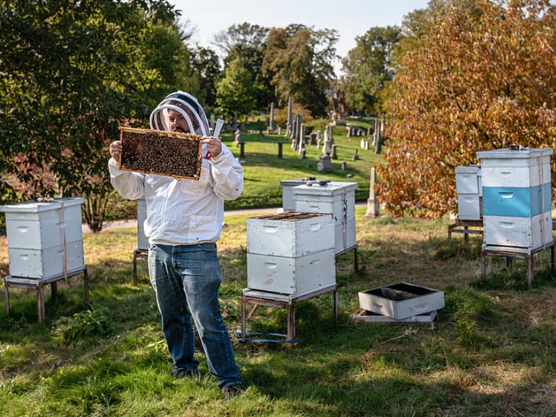most important beekeeping equipment you need is the hives